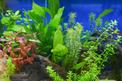 Akwarium roślinne - opis, zakładanie, rośliny, porady