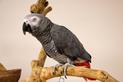 Papuga popielata – opis gatunku, zdjęcia, hodowla, ciekawostki