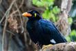 Ptak gwarek – opis, wymagania, rozmnażanie, porady hodowców