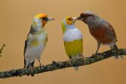 Ptaki egzotyczne – gatunki, opis, zdjęcia, hodowla, porady praktyczne