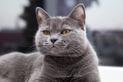 Szary kot brytyjski - rodzaje, opieka, opinie, cena, porady