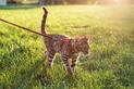 Czy kota można wyprowadzać na spacer? Praktyczne porady