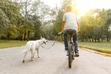 Spacer z rowerem i psem, czyli jak nauczyć psa biegania przy rowerze