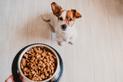 Jak karmić psa? 10 porad prawidłowego żywienia
