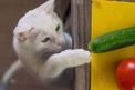 Dlaczego koty boją się ogórków? Behawiorysta wyjaśnia