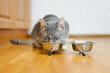 Ile razy dziennie karmić kota? Wyjaśniamy zasady karmienia mruczka