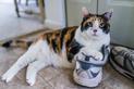 Dlaczego kot sika do butów?