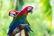 Jaka jest cena papugi ary? Poznaj cenę egzotycznego ptaka