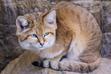 Turkmeński kot pustynny - dziki mieszkaniec pustyń Afryki i Azji