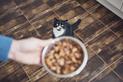 5 faktów o żywieniu kota, które powinieneś znać