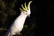 Żółtoczuba papuga australijska – opis, charakter, hodowla, opinie