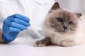 Toksoplazmoza u kota — przyczyny, objawy, leczenie, porady weterynarza