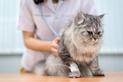 Ropomacicze u kotki — przyczyny, objawy, diagnostyka, leczenie, rokowania