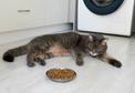 Dlaczego koty wybrzydzają z jedzeniem?