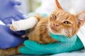 Złamanie łapy u kota — objawy, leczenie, powikłania, porady weterynarza
