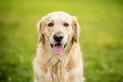 Usposobienie golden retrievera krok po kroku – poznaj charakter popularnego psa