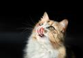 Ślinotok u kota — przyczyny, leczenie, zapobieganie, porady