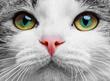 Spuchnięte oko u kota — przyczyny, leczenie, profilaktyka, porady
