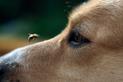 Co zrobić, gdy psa użądli osa lub szerszeń? Wyjaśniamy