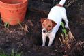 Co zrobić, gdy pies niszczy ogród? Wyjaśniamy, jak oduczyć psa takiego zachowania