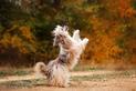 Co to jest dog dancing? Wyjaśniamy, na czym polega taniec z psem