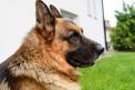 Szkolenie psa obronnego z pozorantem - co warto o nim wiedzieć?