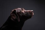 Labrador czekoladowy - opis, opinie, ceny, wymagania, pielęgnacja