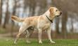 Labrador retriever - opis, usposobienie, wychowanie, opinie