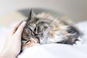 9 najczęstszych chorób u kotów – jak je rozpoznać i leczyć