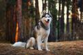 Charakter husky – poznaj wady i zalety psa z Syberii