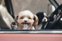 9 najmniejszych ras psów - opinie, charakter, wymagania