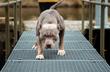 Opinie o psie pitbull – zobacz, co mówią właściciele i hodowcy