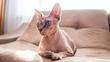 Kot bez sierści – oto 4 rasy kotów łysych i ich opisy