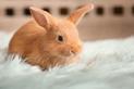 Jaki transporter dla królika zapewnia bezpieczne przewożenie pupila?