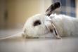 TOP 5 najczęstszych chorób królików – zobacz opisy objawów
