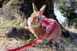 Najlepsze szelki dla królika – zobacz, jak wybrać puszorek dla pupila