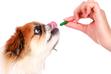 Drontal - tabletki na odrobaczanie psa - ceny, opinie, zastosowanie