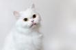 Kot perski - opis, charakter, żywienie, pielęgnacja