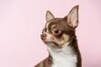 Chihuahua - opis, usposobienie, wychowanie, pielęgnacja, opinie