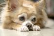Chihuahua długowłosa - charakterystyka, żywienie, pielęgnacja