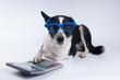 Ile wynosi podatek od psa w 2020 roku i jak go zapłacić?