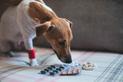 Tabletki na odrobaczenie psa - rodzaje, ceny, opinie, porady