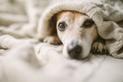 Przeziębienie u psa - jak rozpoznać i leczyć pierwsze objawy