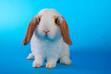 TOP 5 ras królików domowych – oto najpopularniejsze odmiany