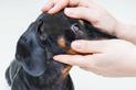 Zaćma u psa - przyczyny, objawy i sposoby leczenia katarakty