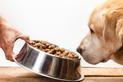 Czym karmić psa? Doradzamy, co może, a czego nie powinien jeść pies