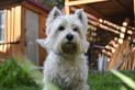 West highland white terrier - opis, usposobienie, opinie