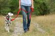 Jak nauczyć psa chodzenia na smyczy? Wyjaśniamy krok po kroku