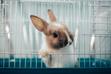 5 najlepszych imion dla królika – jak ciekawie nazwać pupila?