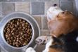 8 powodów, dlaczego pies nie chce jeść - częste przyczyny braku apetytu